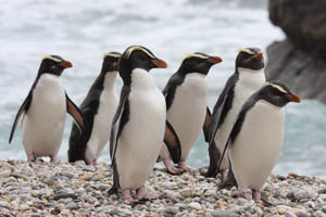 Fiordland Penguins on beach