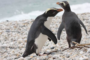 Fiordland Penguin appeasement stance