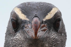 Fiordland Crested Penguin Portrait