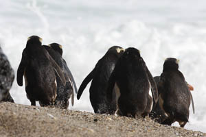 Fiordland Penguins heading to sea
