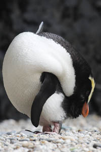 Fiordland Penguin rubbing head on preen gland
