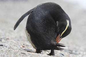 Fiordland Crested Penguin Preening