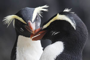 Fiordland Crested Penguin Pair InteractionFiordland Crested Penguin Pair Interaction
