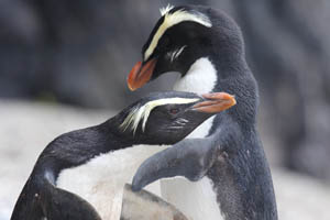 Fiordland Crested Penguin Pair Interaction
