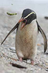 Fiordland Crested Penguin coughing up food