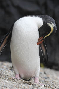 Fiordland Penguin preening