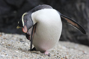 Fiordland Penguin scratching head with foot