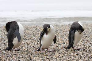 Fiordland Penguins Preening