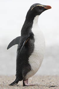 Fiordland Penguin with inflated lungs