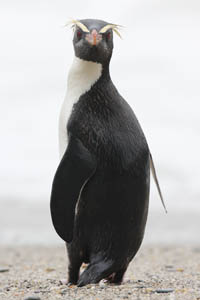 Fiordland Crested Penguin Looking over Shoulder