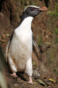 Fiordland Penguin Assesses Situation at Forest Edge