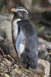 Fiordland Penguin Yearling 