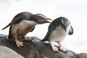 Fiordland Crested Penguin Yearling harrassing fledgling