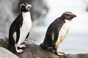 Fiordland Crested Penguin Adult with Yearling