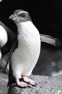 Fiordland Penguin Fledgling Juvenile 