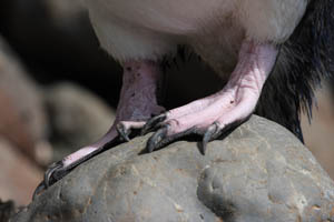 Fiordland Crested Penguin Feet Closeup