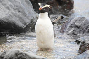 Fiordland Penguin stretching