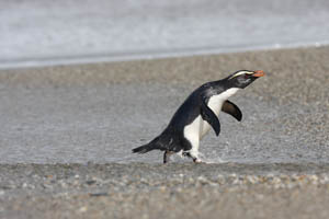 Fiordland Penguins running up beach