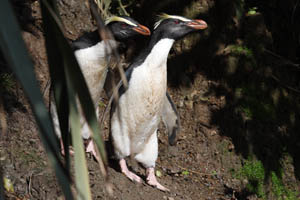 Cautious Fiordland Crested Penguins leave forest