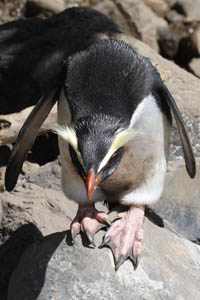 Fiordland Penguin preparing to hop