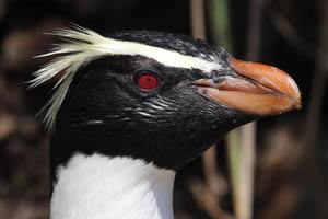 Fiordland Crested Penguin Portrait
