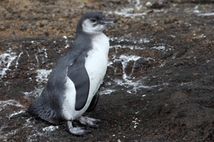 Juvenile Galapagos Penguins