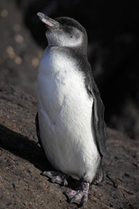 Juvenile Galapagos Penguin