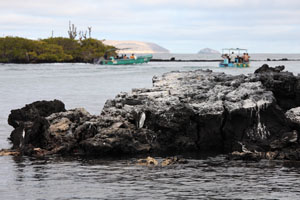 Penguin Rock Pto Villamil, Isabella, Galapagos