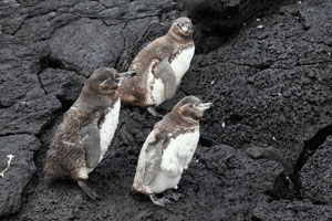 Moulting Galapagos Penguins
