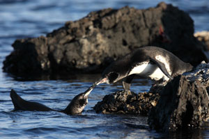 Galapagos Penguin Courtship Behaviour