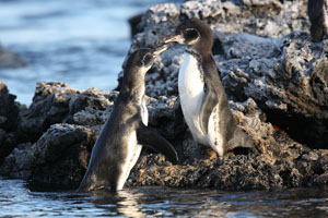 Galapagos Penguin Courtship