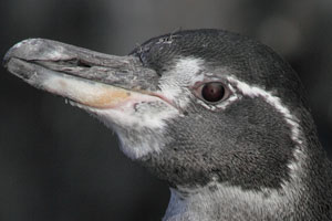 Galapagos Penguin Portrait