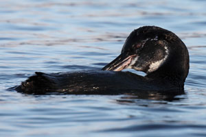 Galapagos Penguin Preening in water
