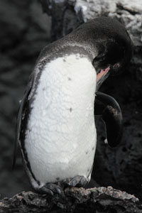 Galapagos Penguin Preening