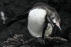 Galapagos Penguin scratching head with foot