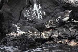 Galapagos Penguins resting