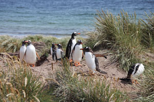 Gentoo Penguins shortly after landing, Carcass Island, Falklands
