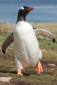 Gentoo Penguin Walking