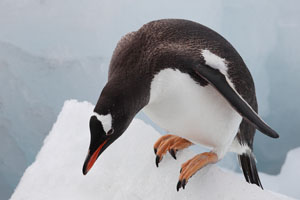 Gentoo Penguin climbing on ice at shore
