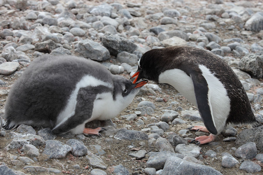 Pictures Of Penguins Eating. chick after feeding