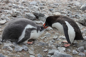 Gentoo Penguin preening chick