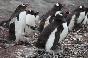 Gentoo Penguin nest site