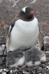 Gentoo Penguin with 2 sleeping chicks
