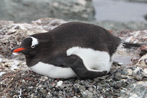 Incubating Gentoo Penguin 