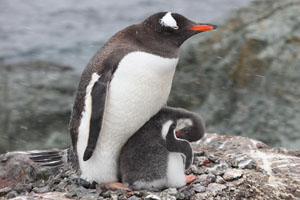 Gentoo Penguin shielding chick from sleet