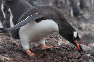 Gentoo Penguin picking up rock