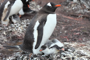 Gentoo Penguin with stretching chick