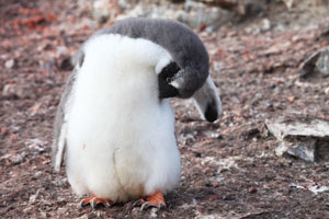 Gentoo Penguin chick Preening