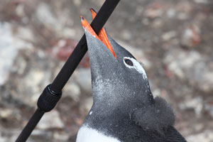 Juvenile Gentoo Penguin inspecting tripod leg