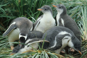 Gentoo Penguin with chick on nest